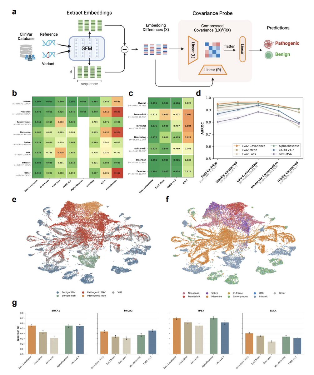 BiologyAIDaily's tweet image. EVEE: Interpretable variant effect prediction from genomic foundation model embeddings

1. EVEE introduces a single embedding-based framework that predicts variant pathogenicity across essentially all common consequence types (coding and non-coding SNVs, plus indels) while also