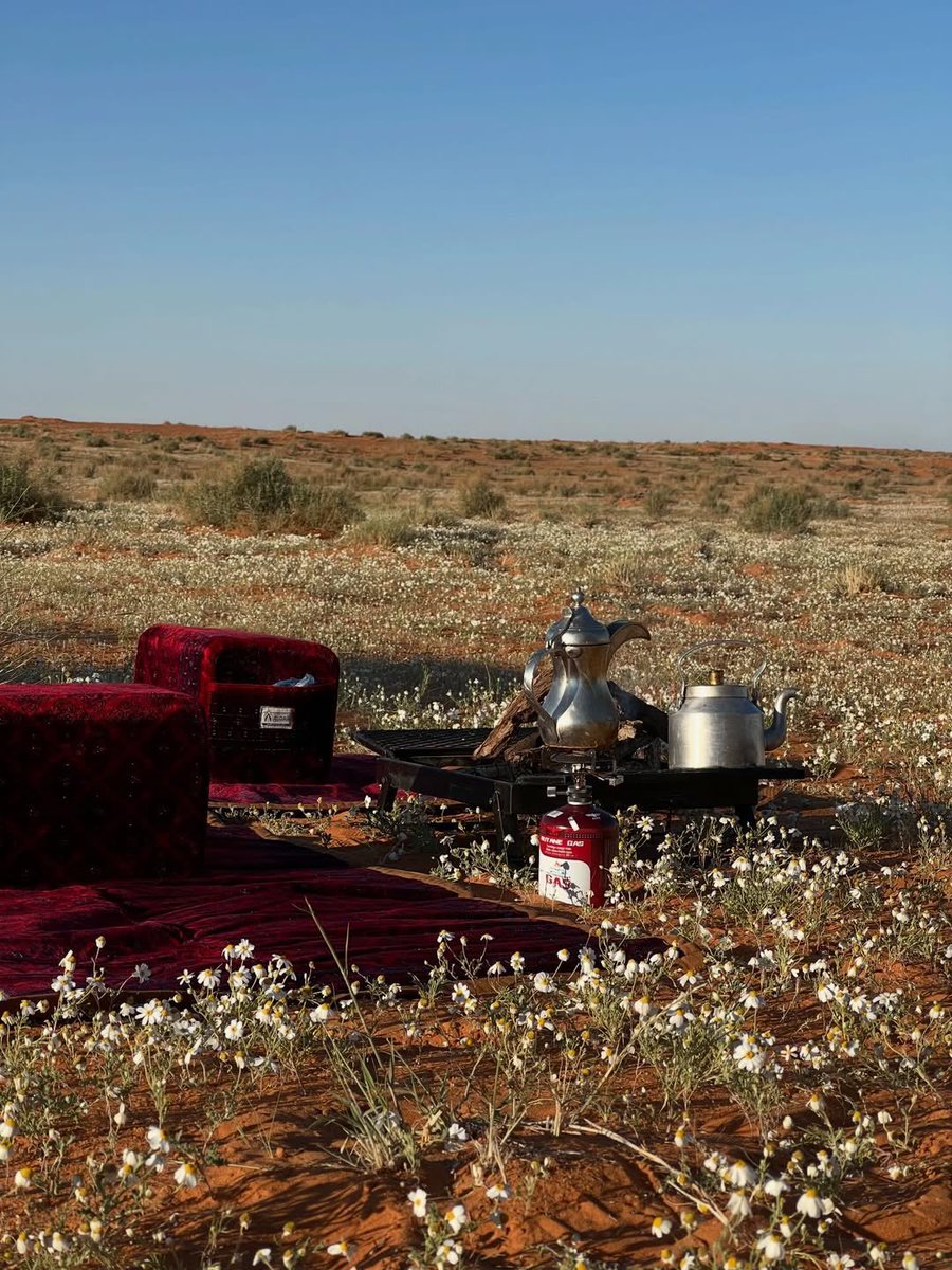 المملكة tweet media