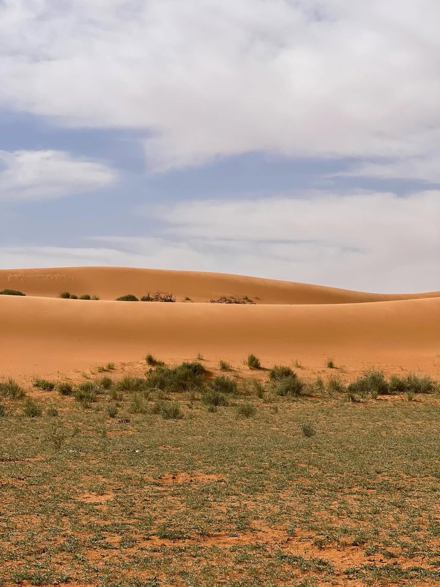 المملكة tweet media