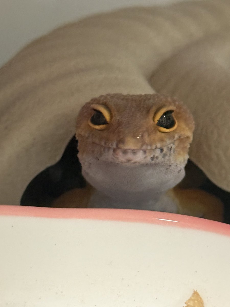 全世界最爱豹纹守宫的人 tweet media