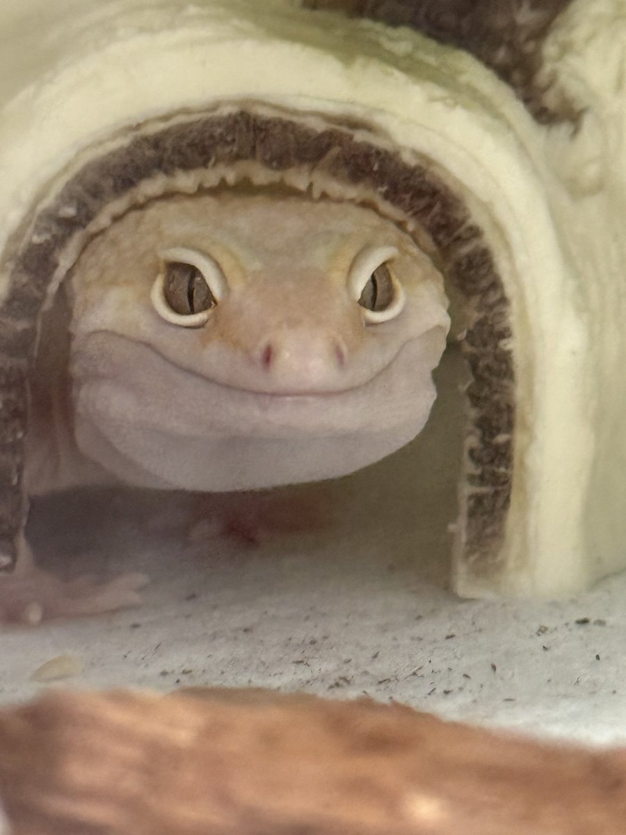 全世界最爱豹纹守宫的人 tweet media