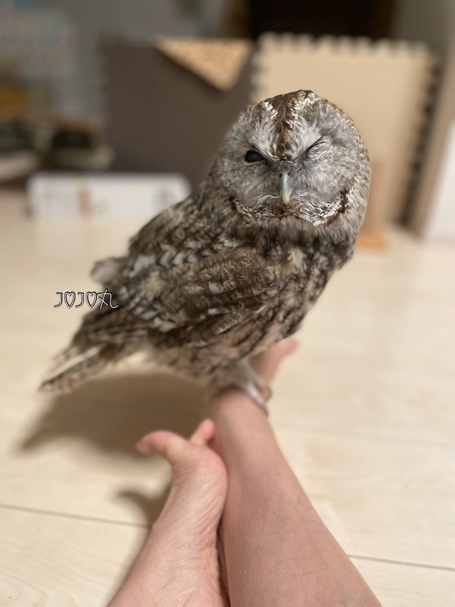 ジョジョ丸 tweet media