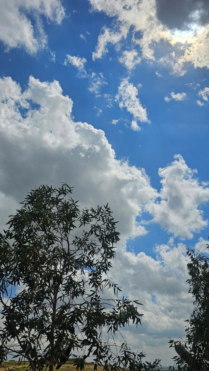 شنۆ الداودي tweet media