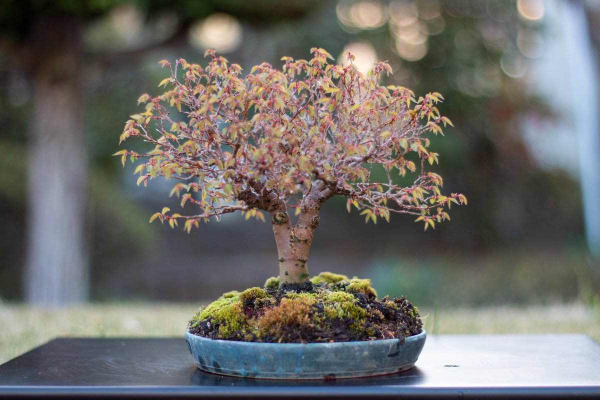 shioribonsai's tweet photo. ケヤキ盆栽の芽吹き
枝枯れがなくキレイに芽吹きが揃って良かった！ https://t.co/1A1lbtmsAk