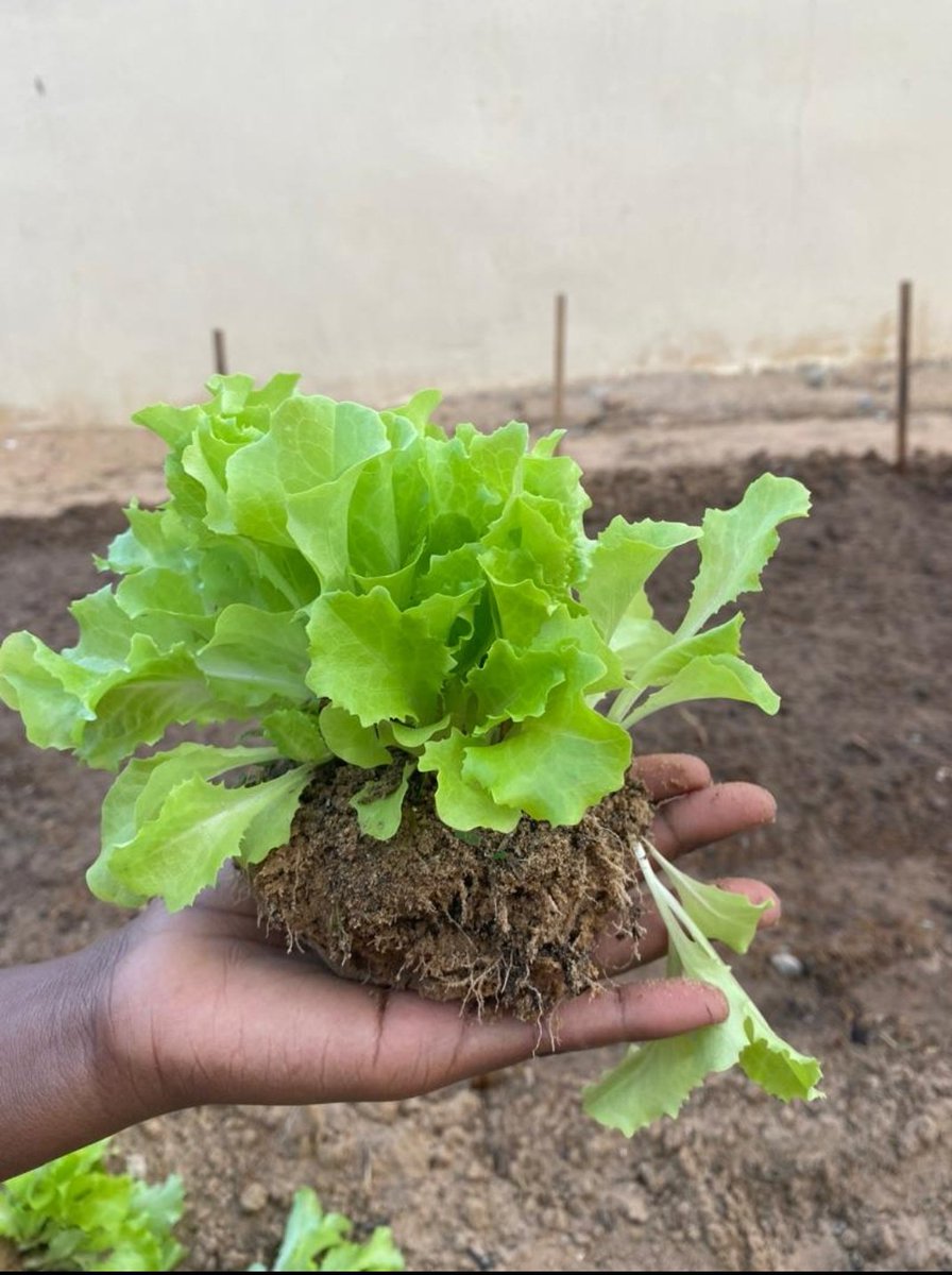 Adaah05's tweet photo. La beauté de l'agriculture ,j'en parlerai dans mon livre !! https://t.co/LXODcfOl0e