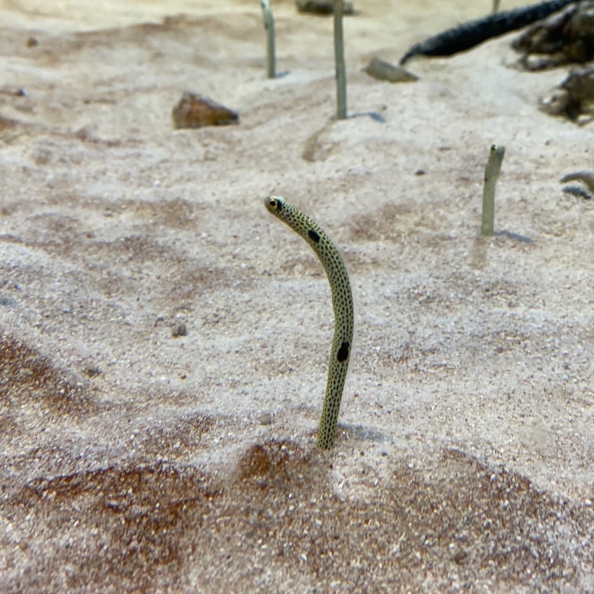 KouheiAsano's tweet image. あす夕方18時15分〜の枠で
宮城県内向け4chで #89ERS 特集

佳境迎えたCS争いはファン含め総力戦
強力！新たなブースターDFを取材

そうです
最近ホームゲームの後半に現れる
あの子達のことです