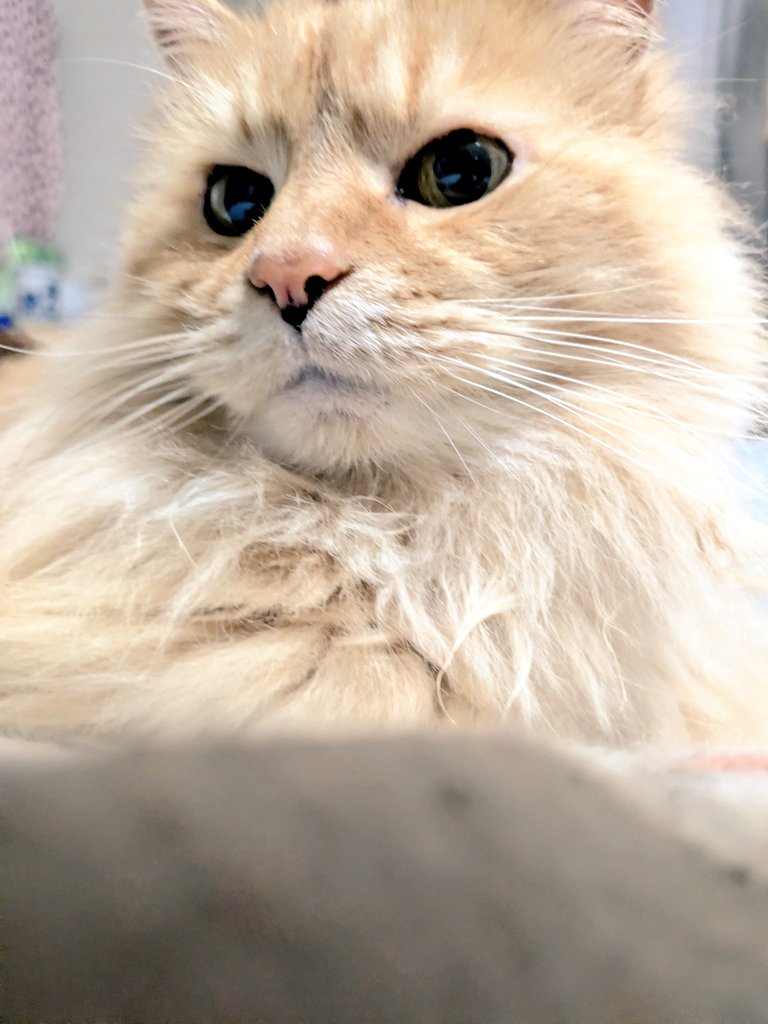 ぱっく tweet media