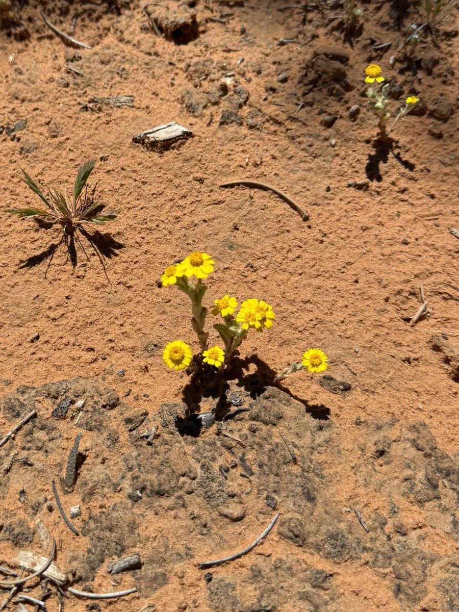 rachelaziani's tweet image. Some #MondayMorning beauty! 🌵🌼🌺
#Spring #DesertLife #NatureLover 
Have A Great Day Everyone! 😘