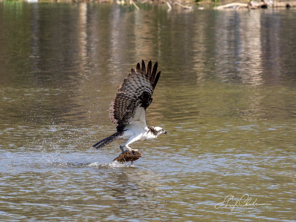 Sheryl Checkman tweet media