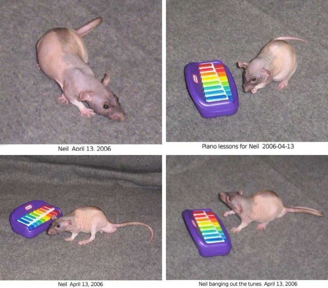 regular gem tweet media