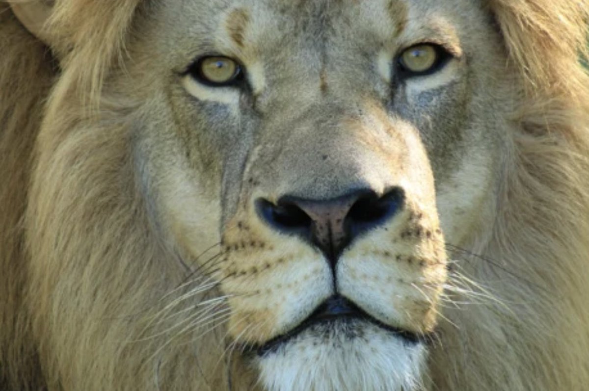 Aviatrix tweet media