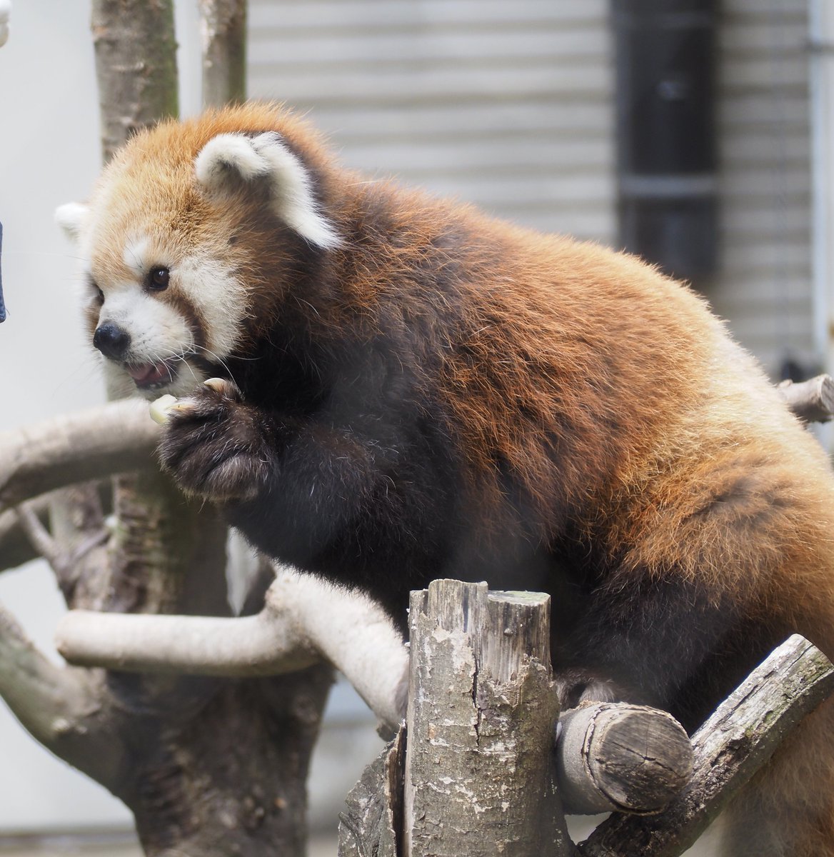 KINGMAX 🇺🇸 tweet media