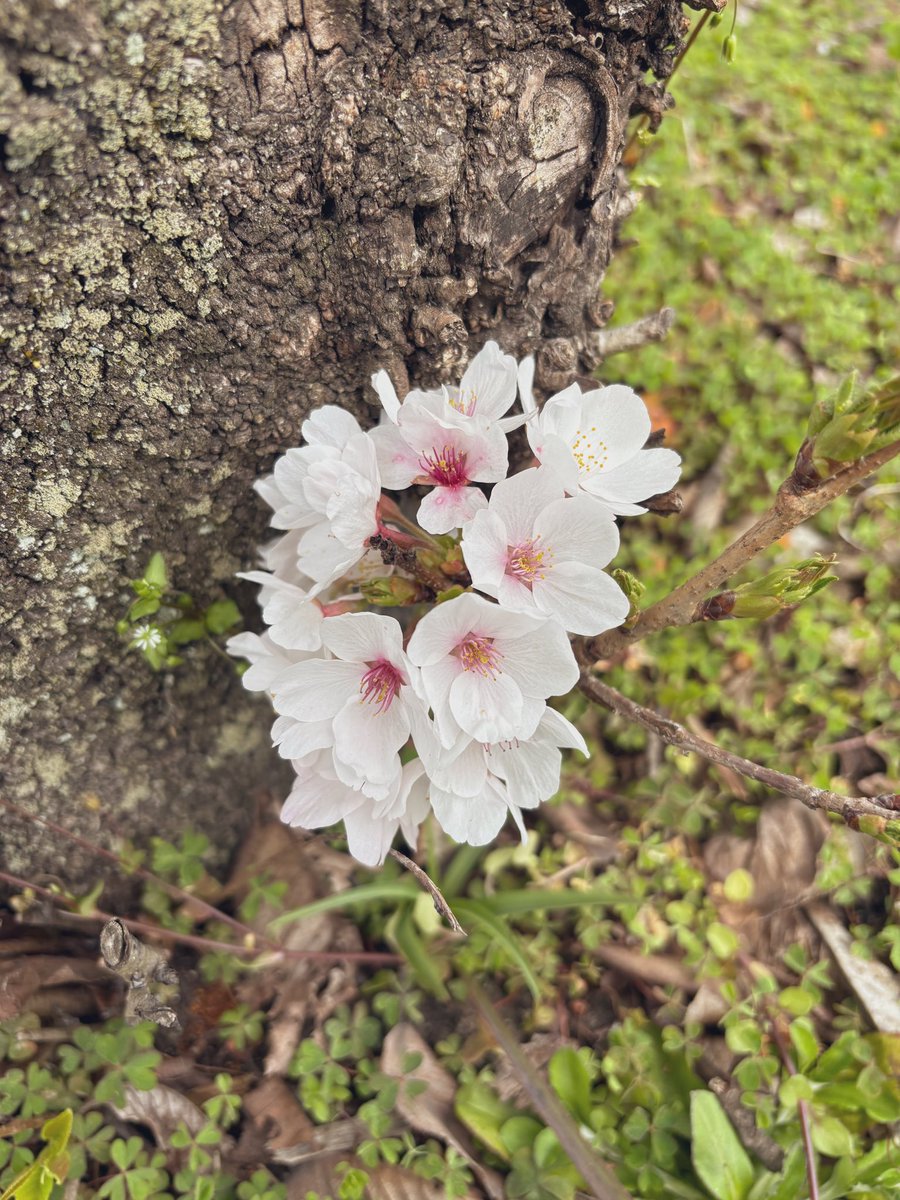 みみこ tweet media