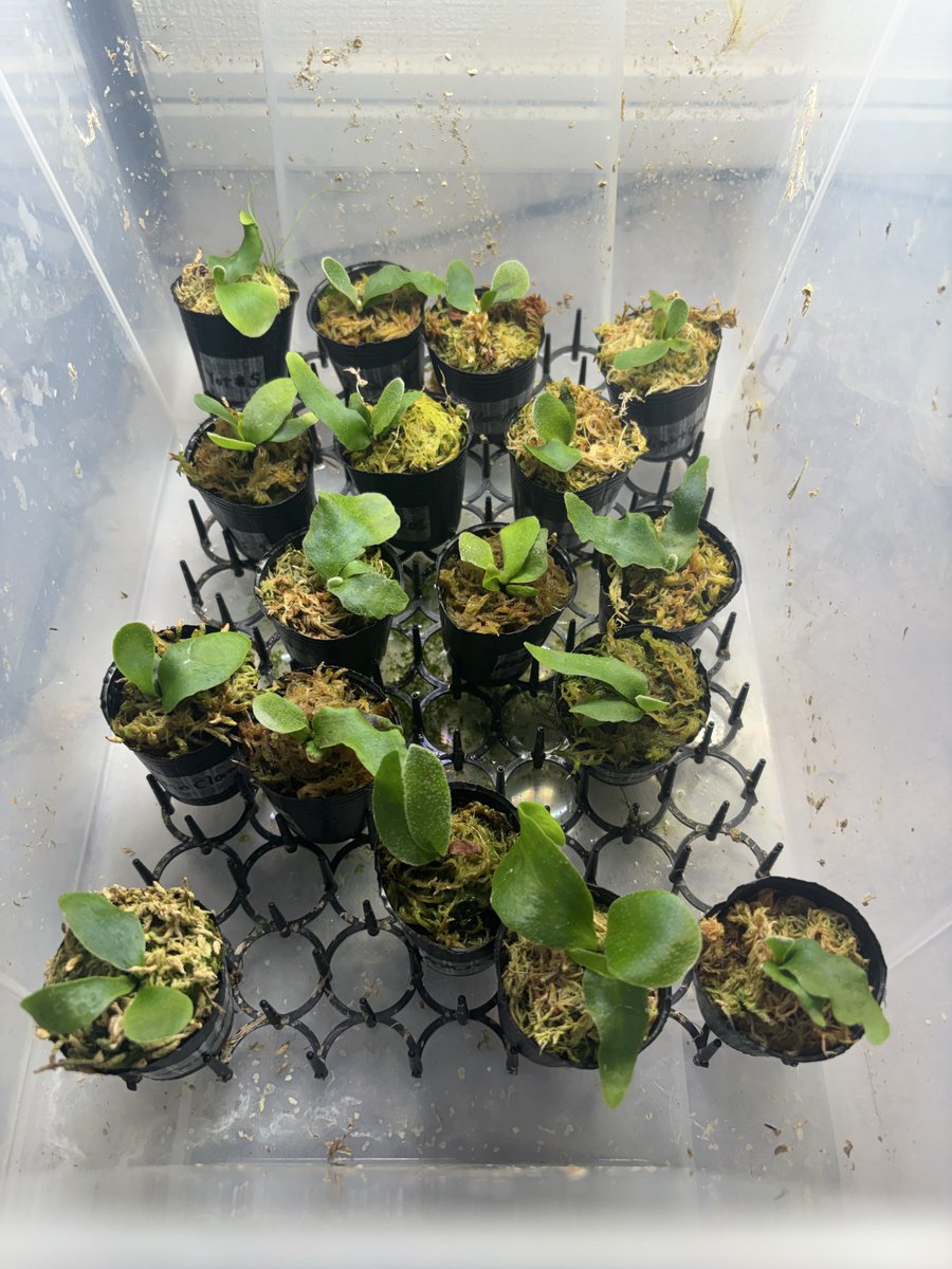 蝦介() tweet media