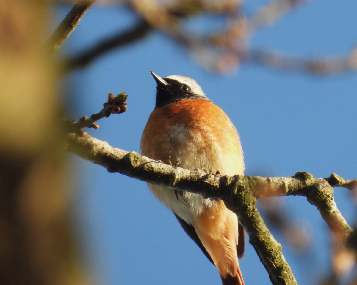 MarburyBirds tweet media
