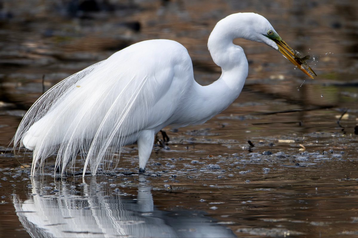 Alex Critelli tweet media