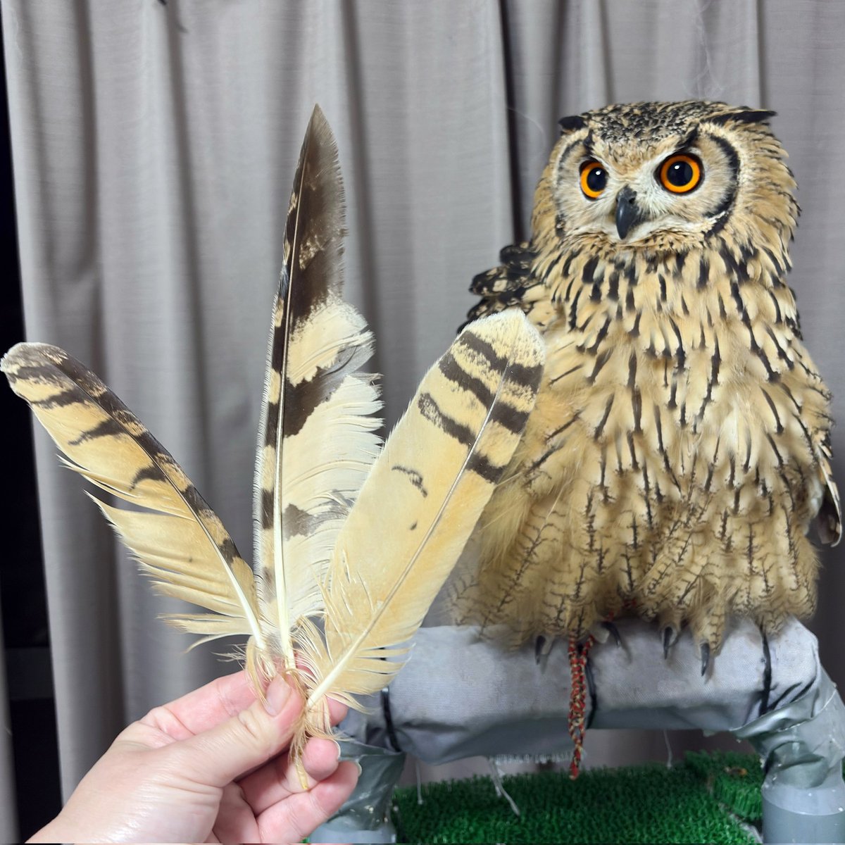 🦉とりちゅんHOUSE🦜 tweet media