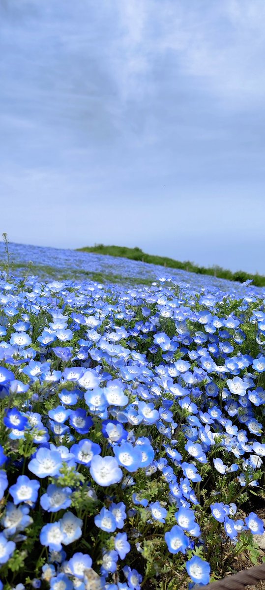 rhythmix_09_08's tweet photo. 今日は近くに住みながら見たことなかった海浜公園のネモフィラを見てきました。
チューリップやスイセンも見頃だった���で楽しめました。
#茨城県
#ひたちなか市
#国営ひたち海浜公園 https://t.co/X5hto0h9h5