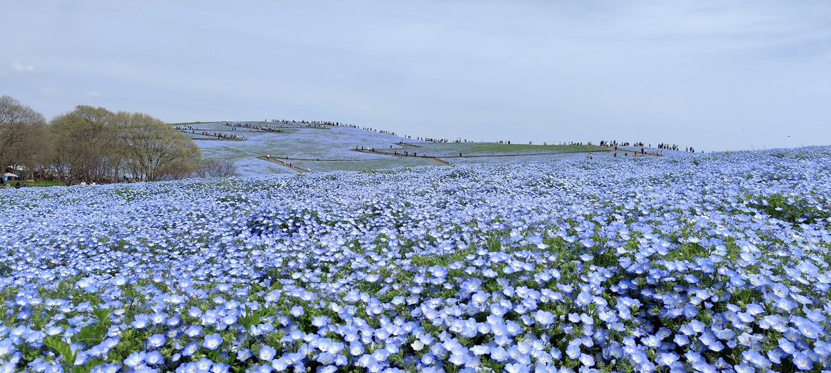 rhythmix_09_08's tweet photo. 今日は近くに住みながら見たことなかった海浜公園のネモフィラを見てきました。
チューリップやスイセンも見頃だった���で楽しめました。
#茨城県
#ひたちなか市
#国営ひたち海浜公園 https://t.co/X5hto0h9h5
