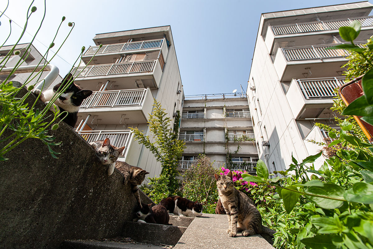 yasuyuki_saka's tweet image. ねこ。 #猫 #ねこ #cat #猫写真