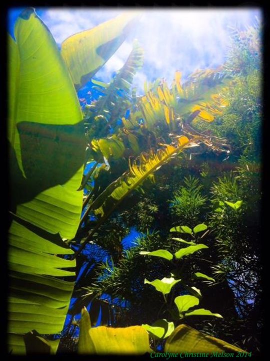 CCMagia's tweet photo. Art of the Day! "Green Rainforest!". Buy at: https://t.co/Osh0Lemzwc https://t.co/PcO6IA25If