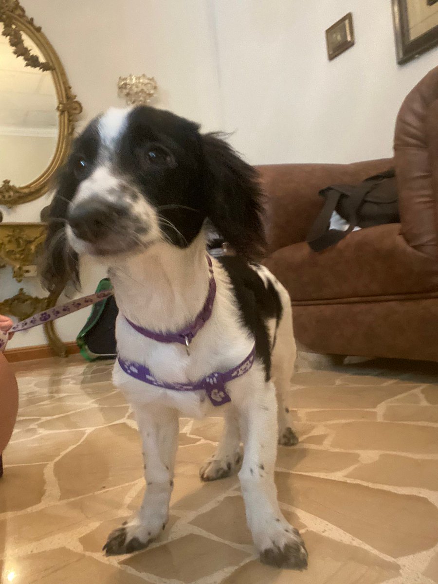 Alerta me perdi tweet media