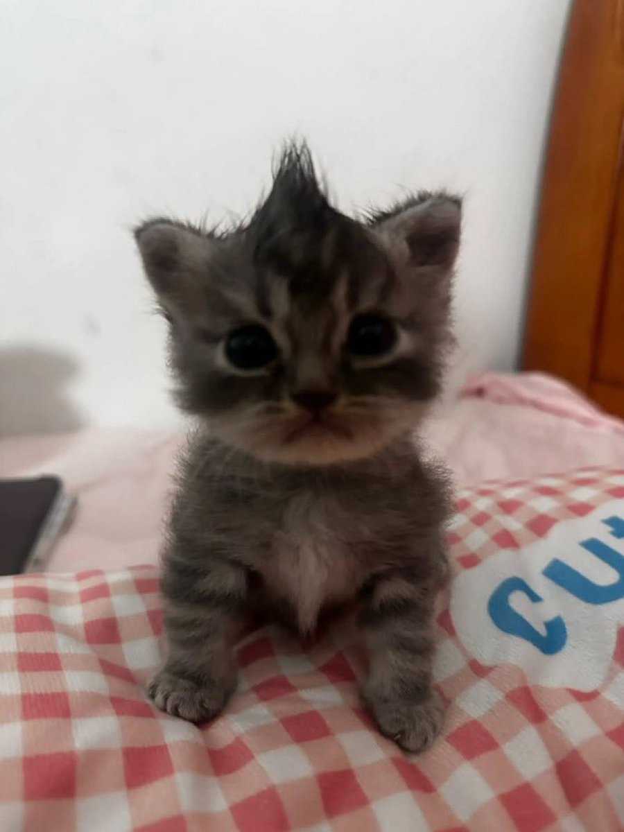 kY🅰️ciL ⭐\^0^/⭐ 🍮🍡🪩💤🎾⛓️💥💗 tweet media