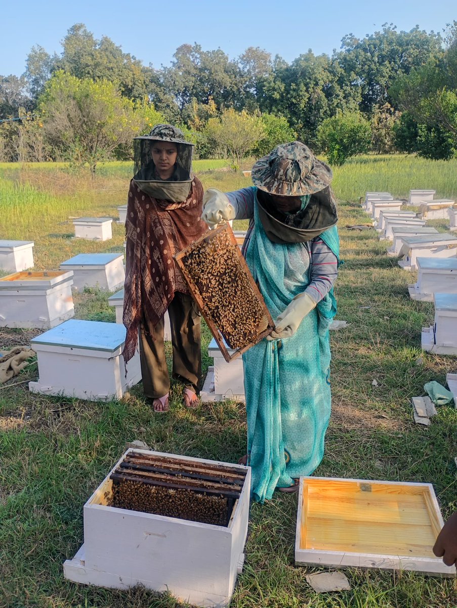AgriGoI's tweet image. Sweetening livelihoods through scientific beekeeping 🍯🌱

In #Tikamgarh, a #PMDhanDhaanyaKrishiYojana district #DDKY MadhyaPradesh, Jatara Mahila Kisan Producer Company Ltd. is promoting beekeeping—supported by CSR initiatives through provision of bee boxes &amp;amp; colonies with
