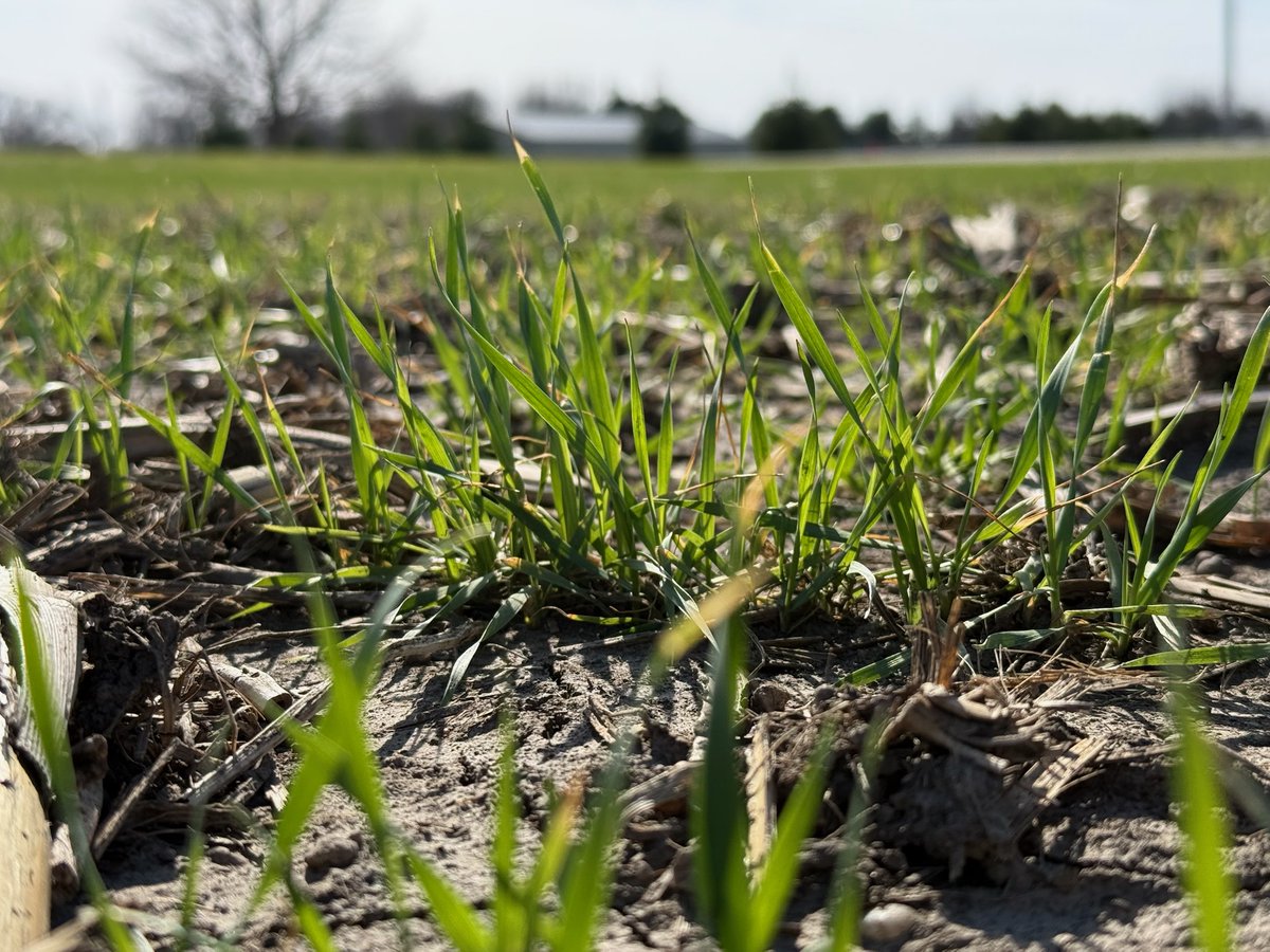 FieldAdvisor's tweet photo. Crop report from IL Soy Envoy @ilsoilnerd on Apr. 10th in Knox County:

"Daytime temperatures are fluctuating from the 40s to the 80s. With 3-5 inches of rain from last week and 0.4-1 inch this week, soil conditions have been moist. Due to cooler nights, soil temperatures are not optimal for planting conditions. While days become warmer and soil gets up to optimal conditions, we have laid out and accomplished proper protocols for Illinois Soybean Association's Sulfur 2.0 trial and HumiK trials.

With the Sulfur 2.0 trial, in one field we are comparing ATS vs. AMS vs. untreated. In another field, we are comparing AMS vs. 32%. With these comparisons, the goal is to find what better fits the sulfur. In another field, we set up our HumiK trial, which allows organic matter to build in the soil.

The field we are trialing has a very sandy-like texture, which lacks organic matter, giving us the opportunity to experiment on whether this product will benefit this field and how to build it up to get the most yield possible."

Read Brandon's full report on Field Advisor. https://t.co/hiVyMGS5BD