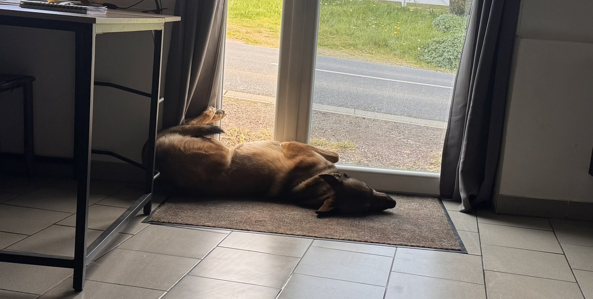 Tentation145L's tweet photo. 🐶 Tyson le malou :
(Performance oscarisée en cours 🎬)
Je m’effondre… vaincu par la vie… abandonné entre deux mondes…

RONFLEMENTS INTENSES 😴💤

Merci merci… pas besoin d’applaudir, je vis mon rôle

#TysonLeMalou #OscarDuRonflement #DramaKing #SiesteLégendaire https://t.co/NyTUYagQo4