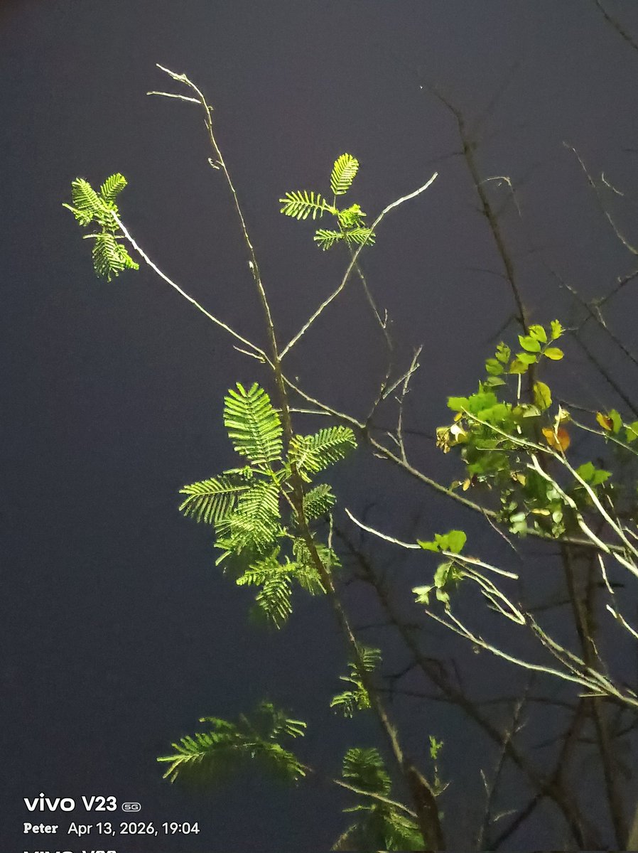 துண்டு பீடி (@karuvayan484673) on Twitter photo 