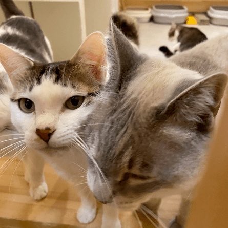ネコノート【公式】保護猫支援サービス🐈 tweet media