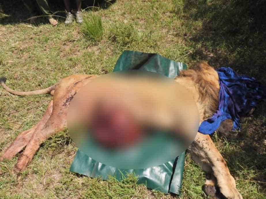 #Kenya| Masai Mara’da Su aygırı Aslan Öldürdü

11 yaşındaki aslan #Kiminati, yavru su aygırını avlamaya çalışırken anne su aygırının saldırısıyla hayatını kaybetti.

Kenya #YabanHayatı Servisi duyurdu.