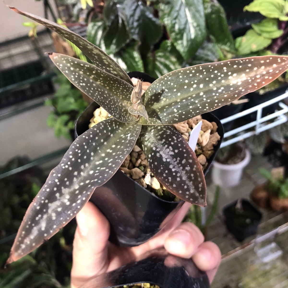 TheGAKI @日常やプライベートや培養 tweet media