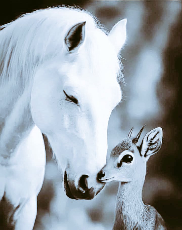 ‏د/ شيهانا القحطاني 💕 tweet media