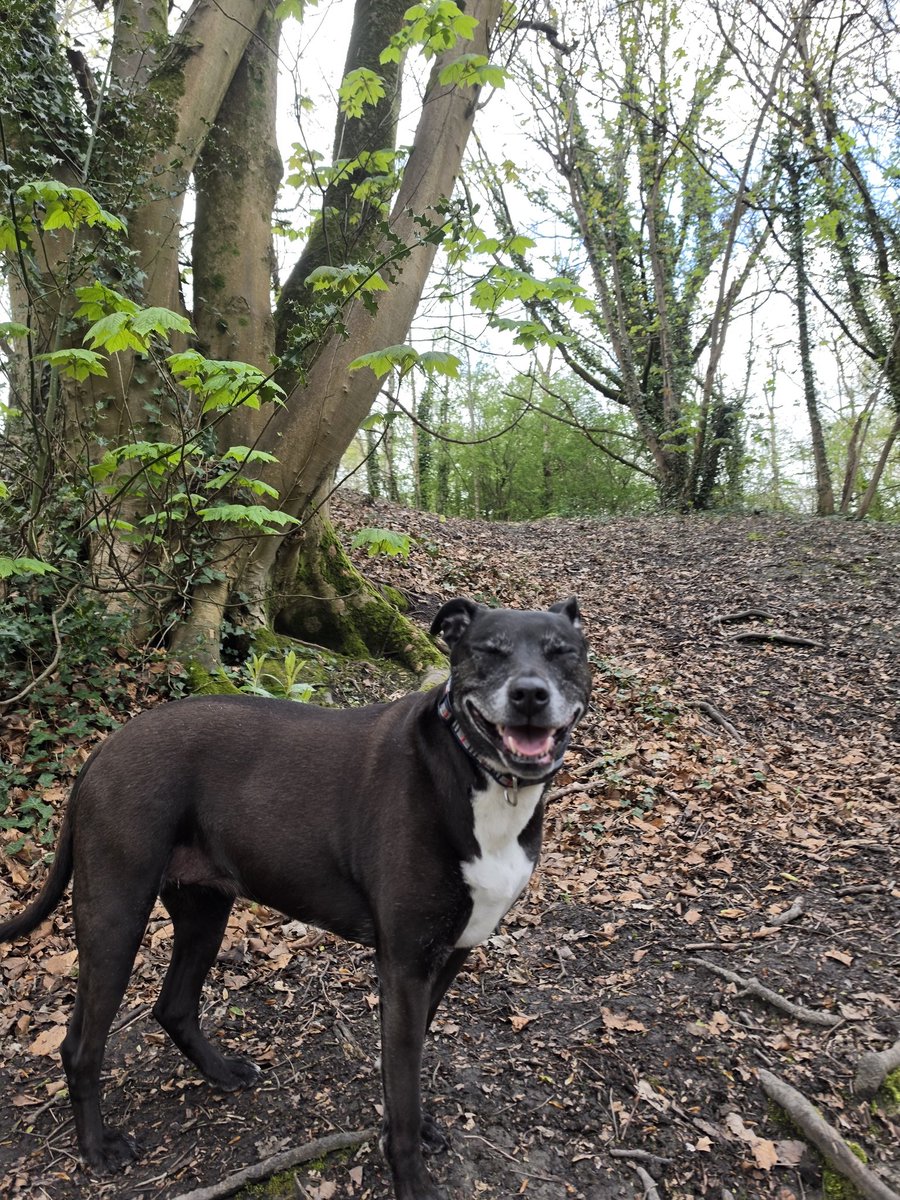 𝕽𝕱²²🏴󠁧󠁢󠁥󠁮󠁧󠁿 tweet media