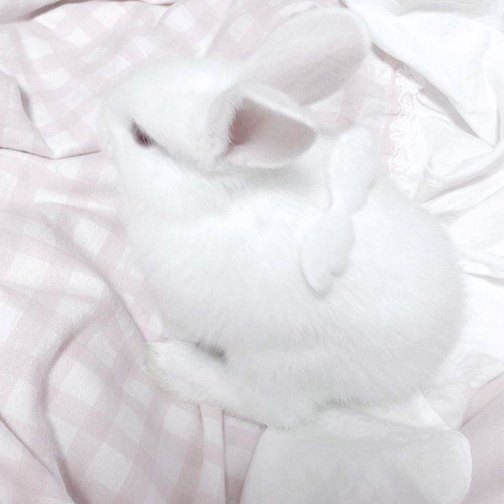 ren bunni 🐇🍰ミ tweet media