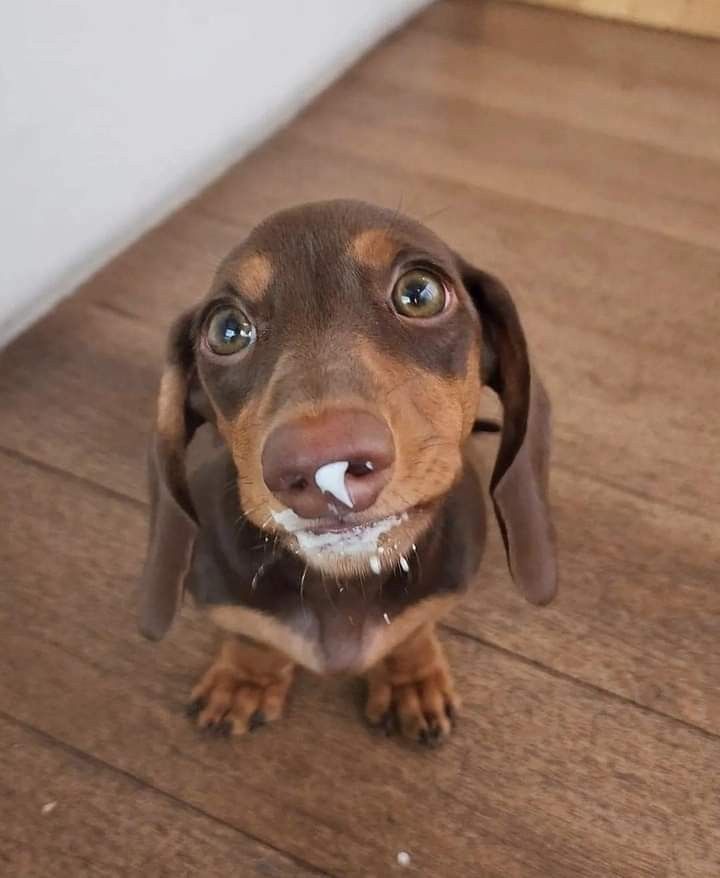 dachshundbonus's tweet image. Guess what I ate? 😅 😂 😜 #dachshund #doxie #dog #puppy #cute #funny
