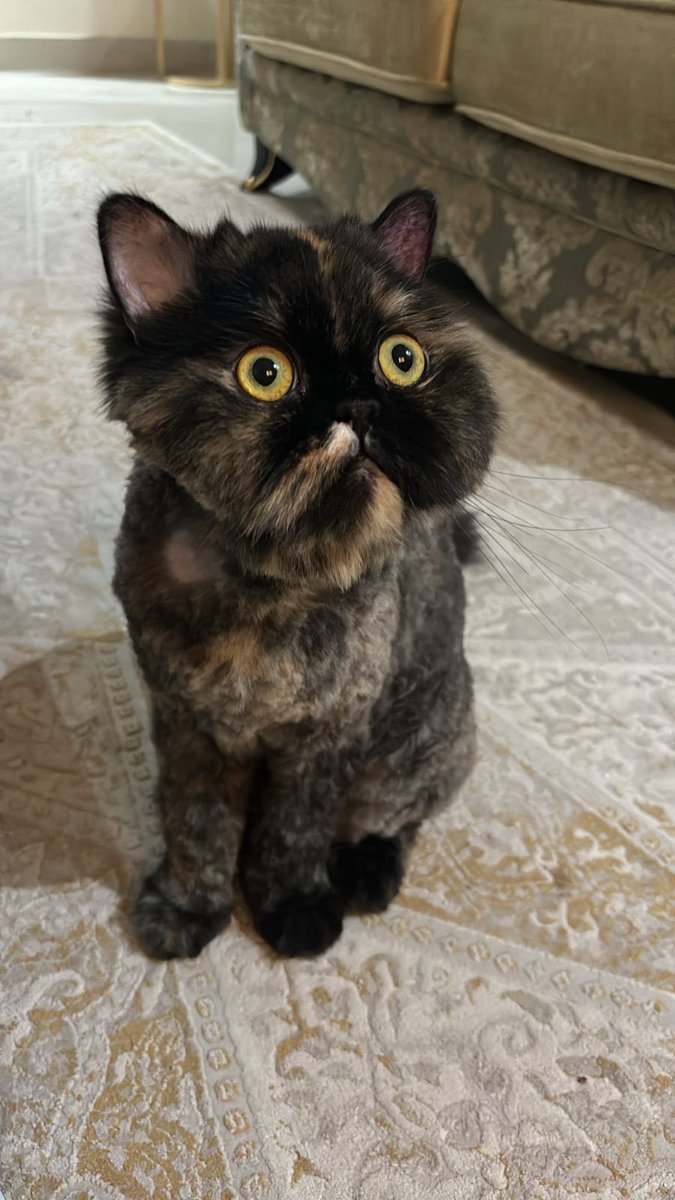 يُمنى tweet media