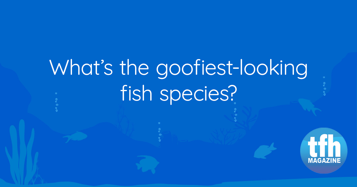 TFHmagazine's tweet photo. Share your pick!
#TropicalFishHobbyist #fishkeeper #aquariumhobby https://t.co/2Tb9mi6Mlq