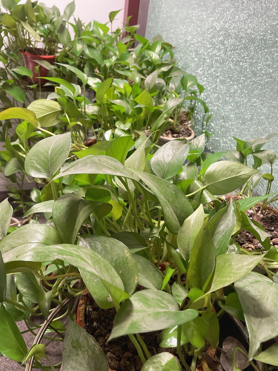 Charles T tweet media