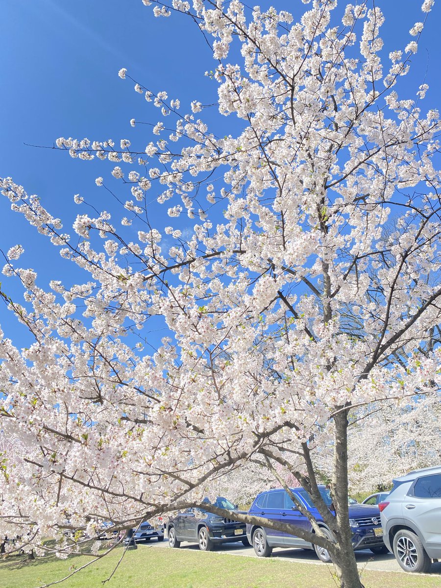 KathleenLevey's tweet image. Beautiful cherry blossoms, Branch Brook Park #cherryblossom #flowers #nj #usa #naturephotography #goodmonday 🌸🌿