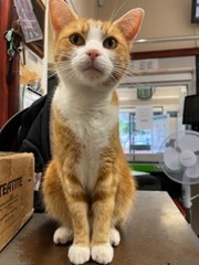 TheStourbridge's tweet image. Good morning &amp;amp; welcome to #Caturday 🧡

Rest is not laziness.
Starting again is not failure.
And needing time does not mean you are behind.

Be softer with yourself today.
You are allowed to begin again as many times as needed.