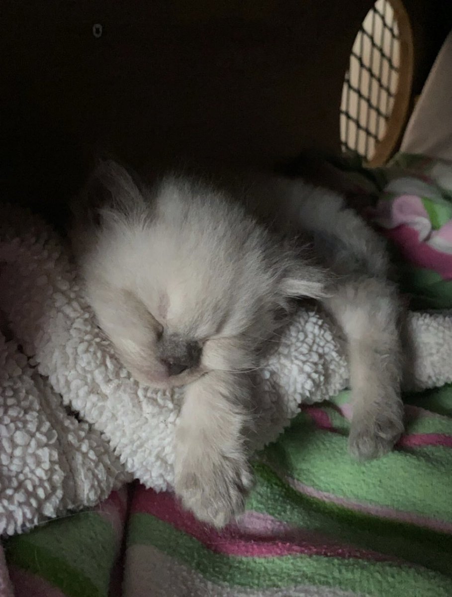 Serphacanza tweet media