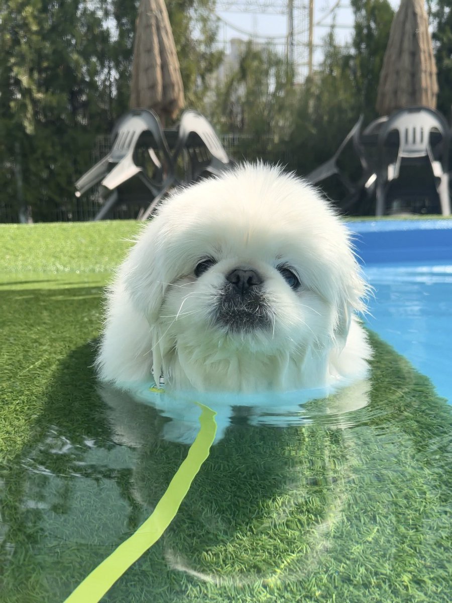 임쪼깐 tweet media