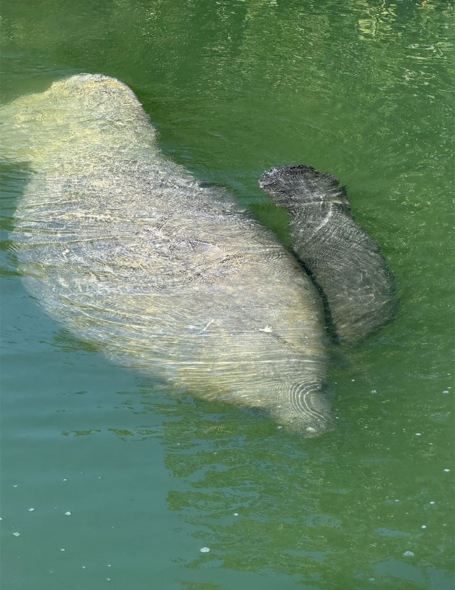 BrowardEnv's tweet image. Our final winner for the Nov. 15 - Mar. 31 #Manatee season is "I Spy a Manatee" user Matt Merkle, with this great image of a mother manatee and her calf. You can contribute to participatory citizen science by downloading the app today. 🌊🐮#FloridaWildlife #SaveTheManatee