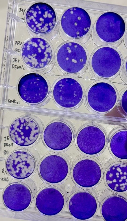 Yora | ᬬᭀᬭ | ꦪꦺꦴꦫ tweet media