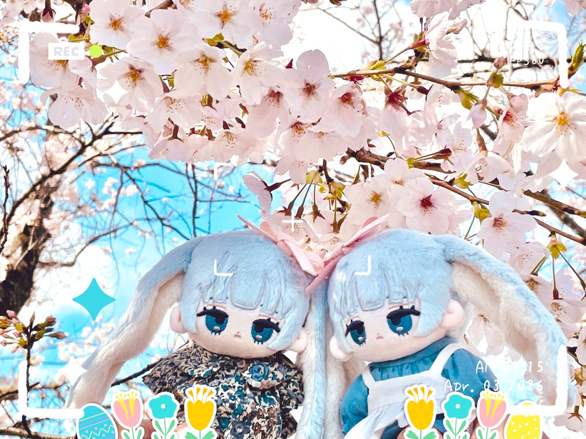 pupuちゃんお迎えしておりました₍ᐢ..ᐢ₎₍ᐢ..ᐢ₎
待っててくれてありがとう🫶
(桜には触れてません)
#pupuたち
#ミルシュガの森