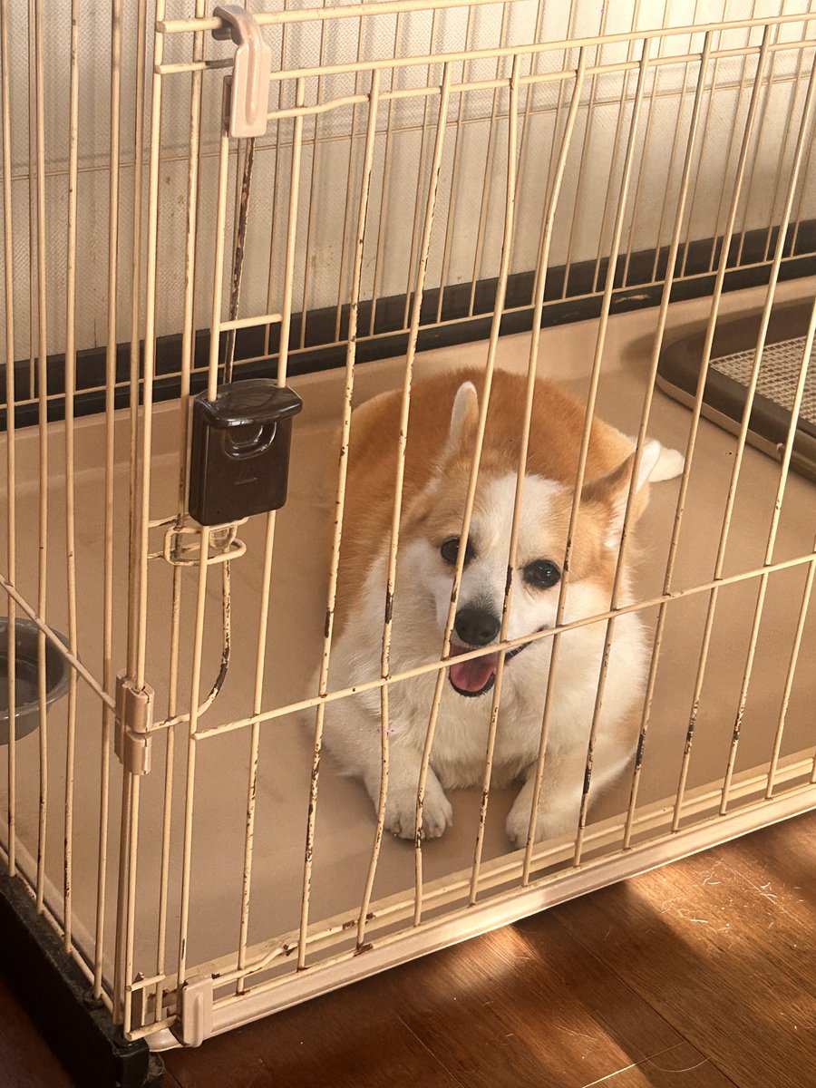 mel___corgi's tweet photo. ねーねとして頑張るのよ https://t.co/IrpuAqFTgV