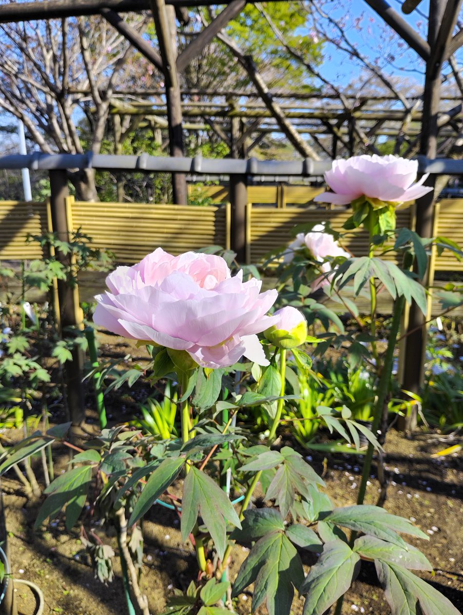 MiluxorM's tweet photo. 記憶は
思い出すたびに書き換えられるらしい
たしかに…
何ならフィクション加えて美化してる🤣

#町田ボタン園 https://t.co/O5T60IDB91